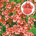 Bild von Diascia P12 Deep Salmon